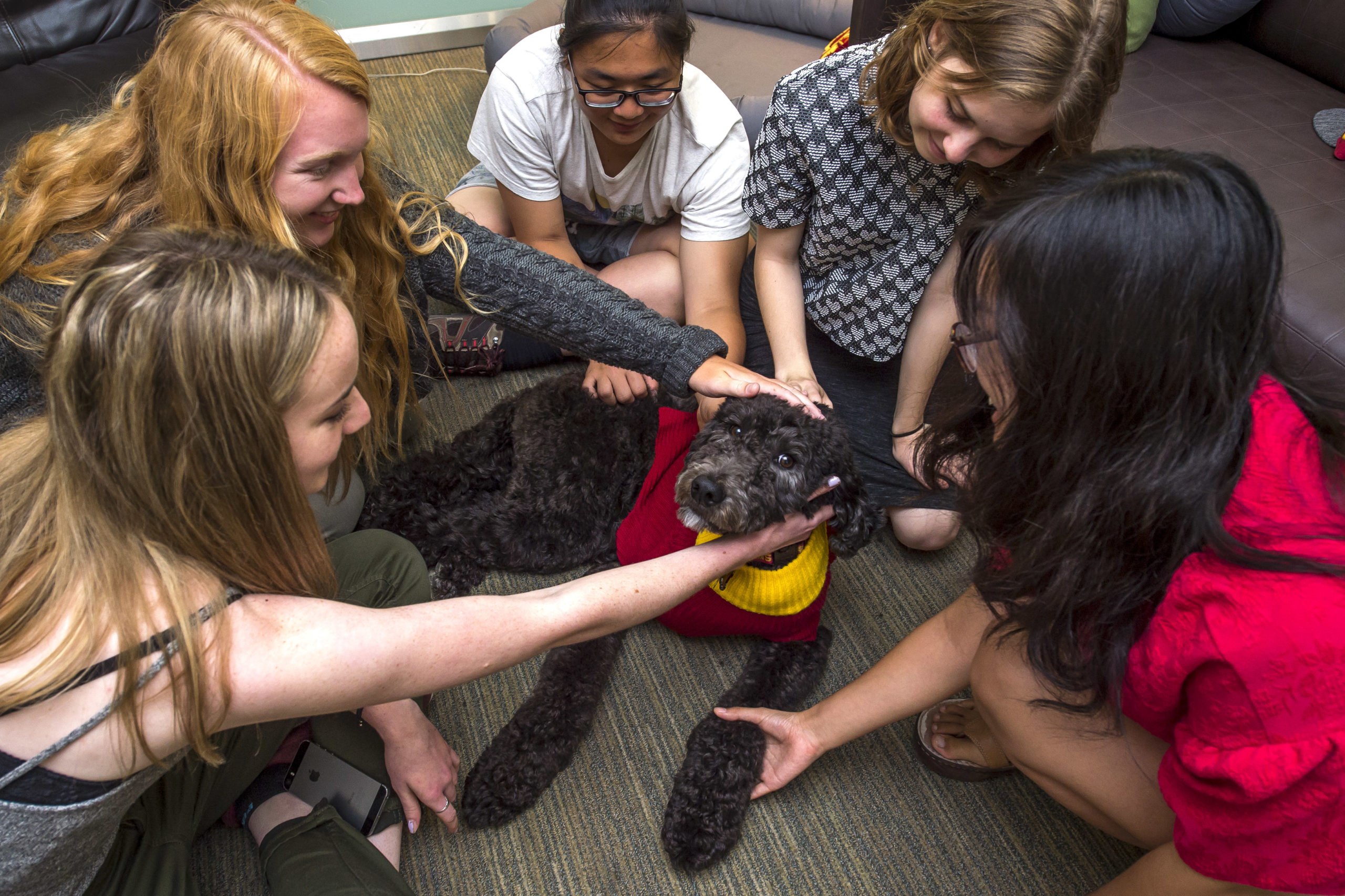 Professor Beauregard, a 2-year-old black golden-doodle and wellness dog, keeps hours at the Engelmann Student Health Center helping students with stress.